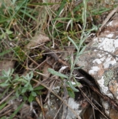 Chrysocephalum apiculatum at Tallaganda State Forest - 13 Mar 2024