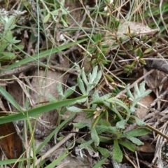 Chrysocephalum apiculatum at Tallaganda State Forest - 13 Mar 2024