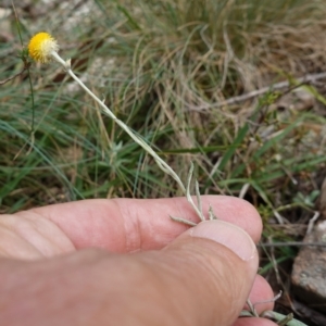 Chrysocephalum apiculatum at Tallaganda State Forest - 13 Mar 2024