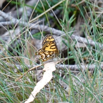 Oreixenica lathoniella (Silver Xenica) at Tallaganda State Forest - 13 Mar 2024 by RobG1