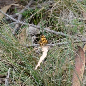 Oreixenica lathoniella at Tallaganda State Forest - 13 Mar 2024 11:59 AM