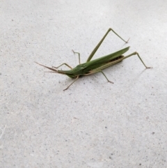 Acrida conica (Giant green slantface) at Ainslie, ACT - 2 Mar 2024 by AmyJB