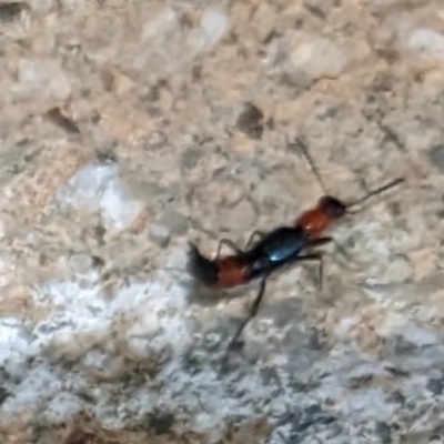 Paederus sp. (genus) (Whiplash rove beetle) at Ainslie, ACT - 22 Dec 2023 by AmyJB