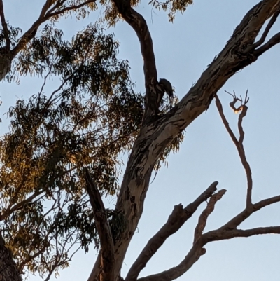 Callocephalon fimbriatum (Gang-gang Cockatoo) at Mount Ainslie - 24 Sep 2023 by AmyJB