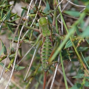 Chlorodectes montanus at Tallaganda State Forest - 13 Mar 2024 12:06 PM