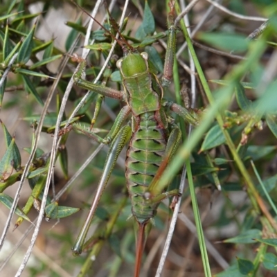 Chlorodectes montanus (Montane green shield back katydid) at Jingera, NSW - 13 Mar 2024 by RobG1