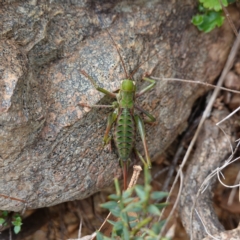 Chlorodectes montanus at Tallaganda State Forest - 13 Mar 2024