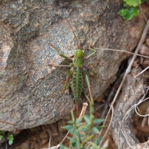 Chlorodectes montanus at Tallaganda State Forest - 13 Mar 2024 12:06 PM