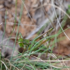 Chlorodectes montanus at Tallaganda State Forest - 13 Mar 2024 12:06 PM