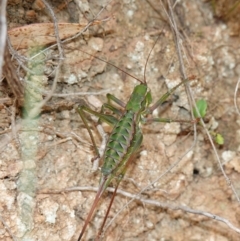 Chlorodectes montanus at Tallaganda State Forest - 13 Mar 2024 12:06 PM