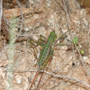 Chlorodectes montanus at Tallaganda State Forest - 13 Mar 2024 12:06 PM