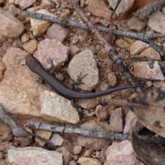 Lampropholis guichenoti (Common Garden Skink) at Tallaganda State Forest - 13 Mar 2024 by RobG1
