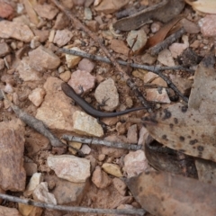 Lampropholis guichenoti at Tallaganda State Forest - 13 Mar 2024