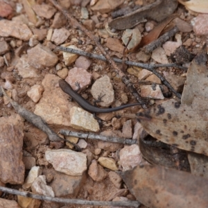 Lampropholis guichenoti at Tallaganda State Forest - 13 Mar 2024 12:11 PM