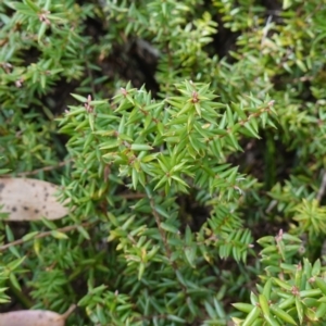 Acrotriche leucocarpa at Jingera, NSW - 13 Mar 2024