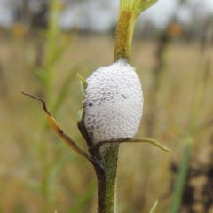 Cercopidae (family) (Unidentified spittlebug or froghopper) at Bonner, ACT - 4 Nov 2023 by MichaelBedingfield