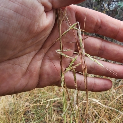 Hyparrhenia hirta (Coolatai Grass) at O'Connor Ridge to Gungahlin Grasslands - 15 Mar 2024 by HarleyB