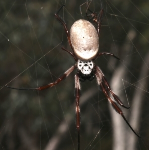 Trichonephila edulis at Mount Ainslie - 12 Mar 2024