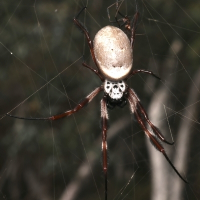 Trichonephila edulis (Golden orb weaver) at Mount Ainslie - 12 Mar 2024 by jb2602