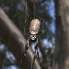 Trichonephila edulis at Mount Ainslie - 12 Mar 2024