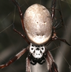 Trichonephila edulis at Mount Ainslie - 12 Mar 2024