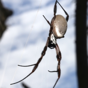 Trichonephila edulis at Mount Ainslie - 12 Mar 2024