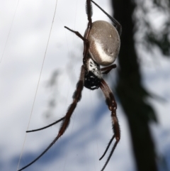 Trichonephila edulis at Mount Ainslie - 12 Mar 2024