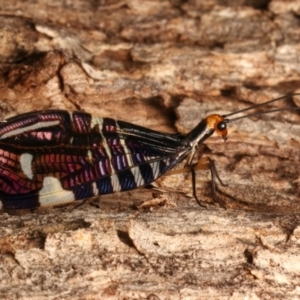 Porismus strigatus at Mount Ainslie - 12 Mar 2024