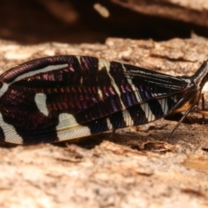 Porismus strigatus at Mount Ainslie - 12 Mar 2024