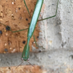 Unidentified Praying mantis (Mantodea) at Braddon, ACT - 14 Mar 2024 by Hejor1