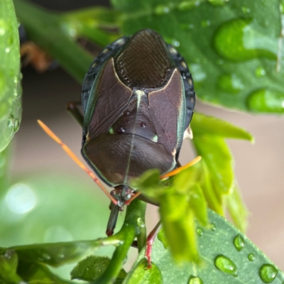 Musgraveia sulciventris (Bronze Orange Bug) at Braddon, ACT - 15 Mar 2024 by Hejor1