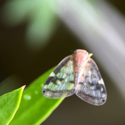 Scolypopa australis (Passionvine hopper, Fluffy bum) at Braddon, ACT - 15 Mar 2024 by Hejor1