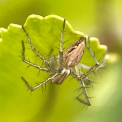 Oxyopes sp. (genus) (Lynx spider) at Braddon, ACT - 15 Mar 2024 by Hejor1