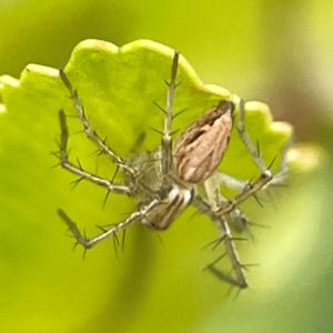 Oxyopes sp. (genus) at Braddon, ACT - 15 Mar 2024