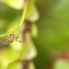 Oxyopes sp. (genus) at Braddon, ACT - 15 Mar 2024