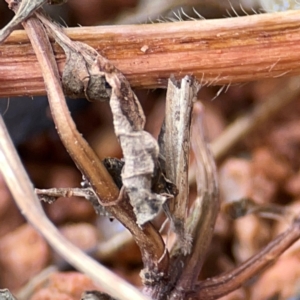 Faveria tritalis at Braddon, ACT - 15 Mar 2024