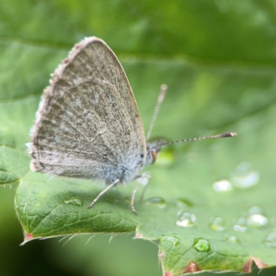 Zizina otis (Common Grass-Blue) at Braddon, ACT - 15 Mar 2024 by Hejor1