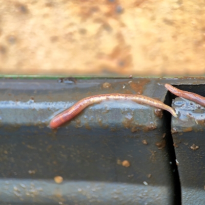 Oligochaeta (class) (Unidentified earthworm) at Braddon, ACT - 15 Mar 2024 by Hejor1