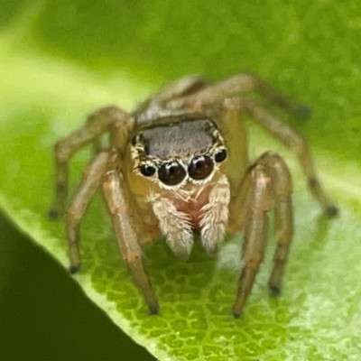 Maratus scutulatus (A jumping spider) at Braddon, ACT - 15 Mar 2024 by Hejor1