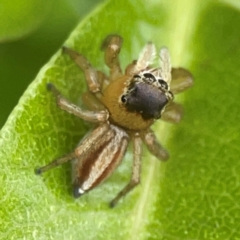 Maratus scutulatus at Braddon, ACT - 15 Mar 2024