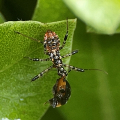 Coleoptera (order) immature at Braddon, ACT - 15 Mar 2024 by Hejor1