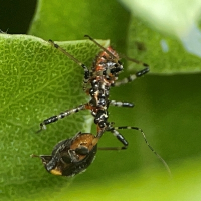 Pristhesancus plagipennis (Bee Killer Assassin Bug) at Braddon, ACT - 15 Mar 2024 by Hejor1