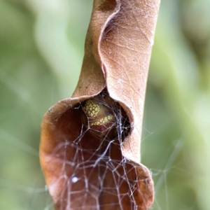 Phonognatha graeffei at Braddon, ACT - 15 Mar 2024