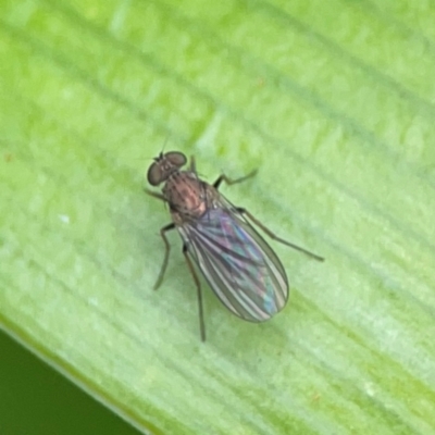 Unidentified Long-legged Fly (Dolichopodidae) at Braddon, ACT - 15 Mar 2024 by Hejor1