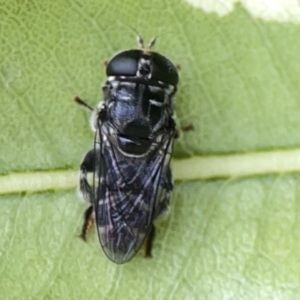 Eumerus sp. (genus) at Braddon, ACT - 15 Mar 2024