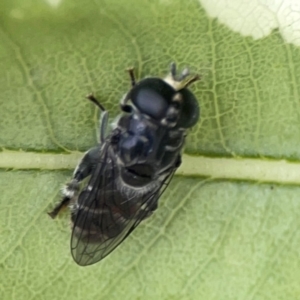 Eumerus sp. (genus) at Braddon, ACT - 15 Mar 2024