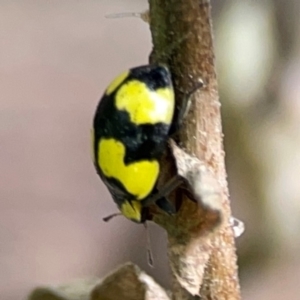 Illeis galbula at Braddon, ACT - 15 Mar 2024 12:08 PM