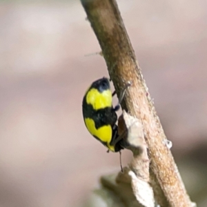 Illeis galbula at Braddon, ACT - 15 Mar 2024 12:08 PM