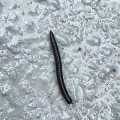 Ommatoiulus moreleti (Portuguese Millipede) at Braddon, ACT - 15 Mar 2024 by Hejor1