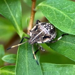 Oncocoris geniculatus (A shield bug) at Braddon, ACT - 15 Mar 2024 by Hejor1
